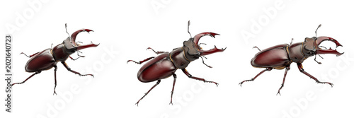 Foto Stag Beetle Close Up Sharp Mandibles Insect Specimen for Biology Wildlife Educat