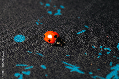 ladybug on a blue background