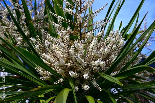 Bild auf Leinwand Cabbage tree (Cordyline australis) flowers
