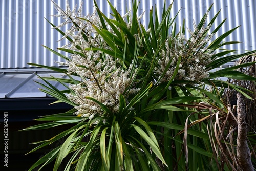 Bild auf Leinwand Cabbage tree (Cordyline australis) flowers