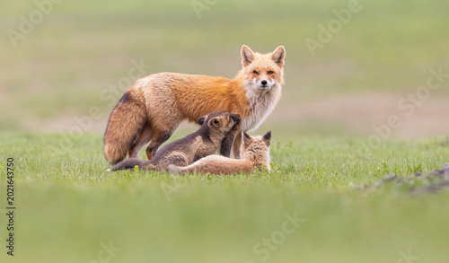 Canvas Print Red fox vixen with kits, Canada.