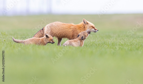 Bild auf Leinwand Red fox vixen with kits, Canada.