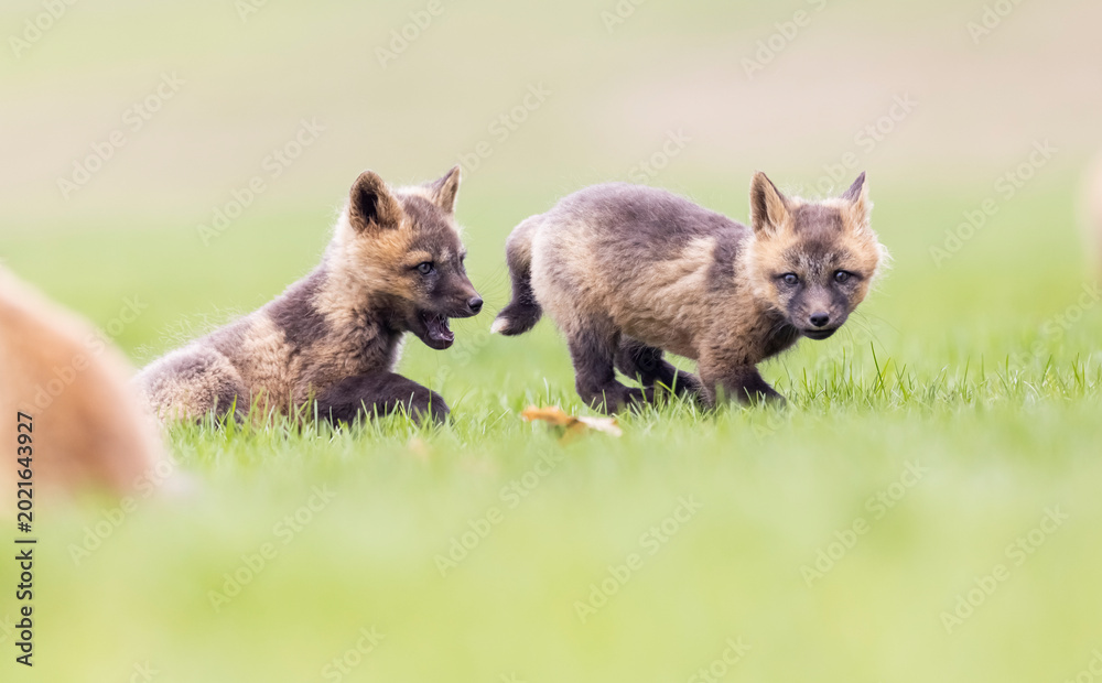 Naklejka premium Red fox kits playing, Canada. 