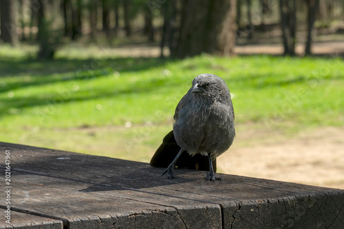 Apostlebird (struthidea cinerea) perched on a picnic table
