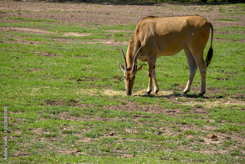 Common eland (taurotragus oryx), grazing on a sunny day
