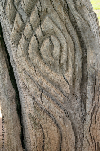 Carved tree trunks marking the burial place  of Yuranigh, a Wiradjuri man who accompanied Thomas Mitchell on his exploration of Australia