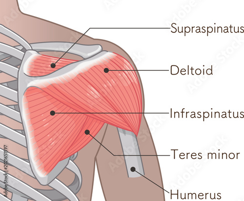 背面から見た三角筋 Deltoid muscle seen from the back