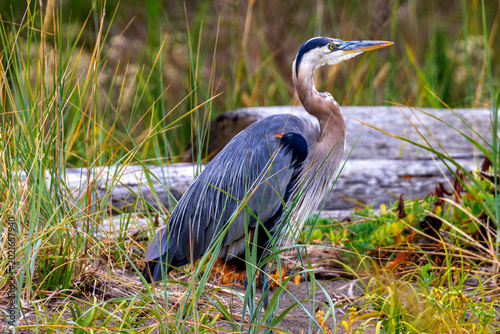 great blue heron in a marsh