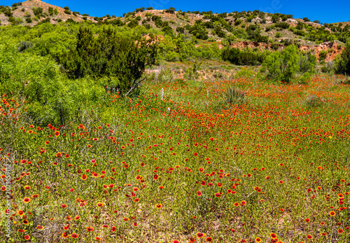 Indian Blanket Flowers Blanket The Fields Along The Lower South Prong Trail, Caprock Canyon State Park, Texas, USA