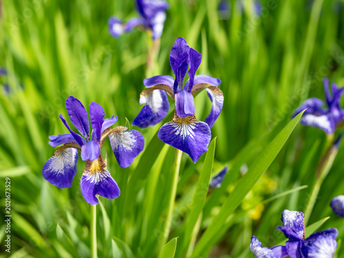 花壇に咲いたアヤメの花