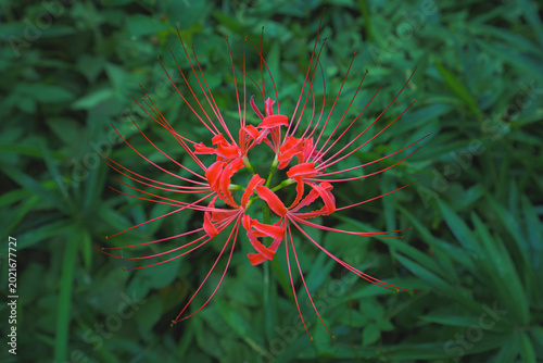 Tableau sur toile Tokyo, Japan - Oct 01 2024, Close-up view of a blooming Lycoris flower with a re