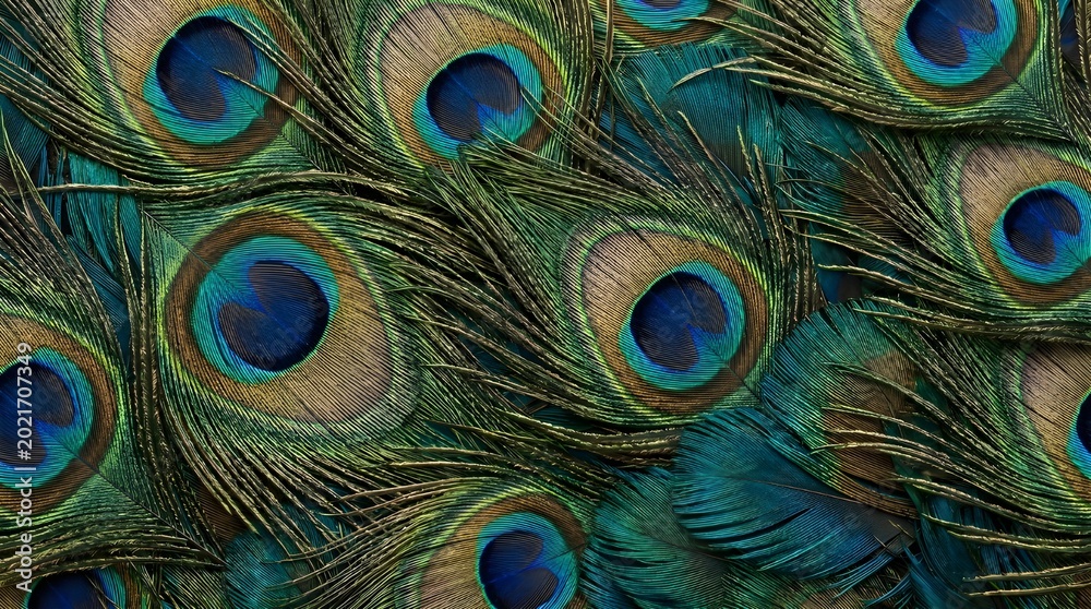 Fototapeta premium Peacock feathers overlapping in full frame macro natural texture