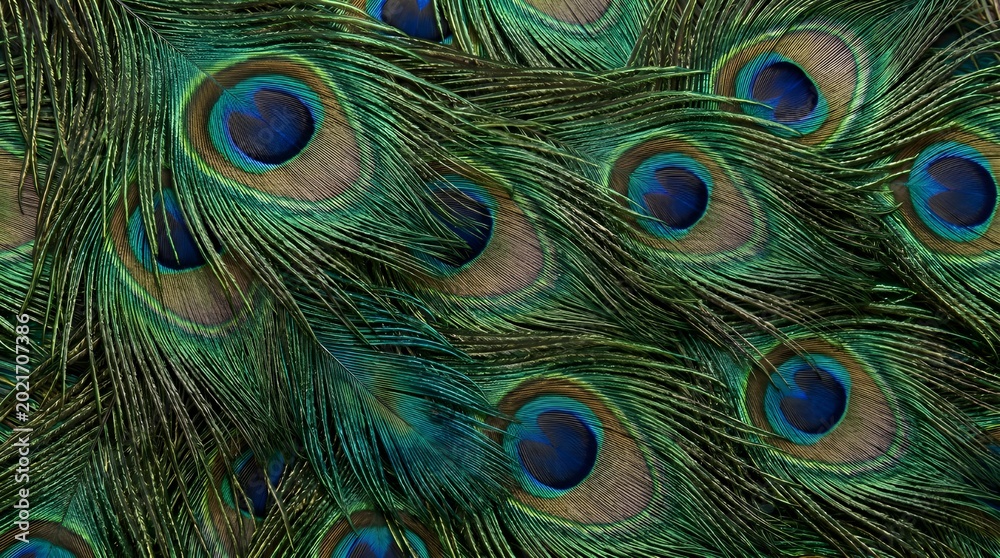 Fototapeta premium Peacock feathers layering across full frame ornate natural pattern