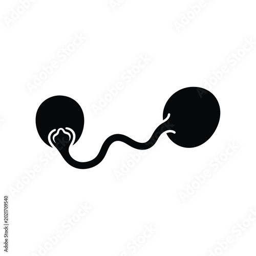 Foto Sperm Cell Fertilization Process.
