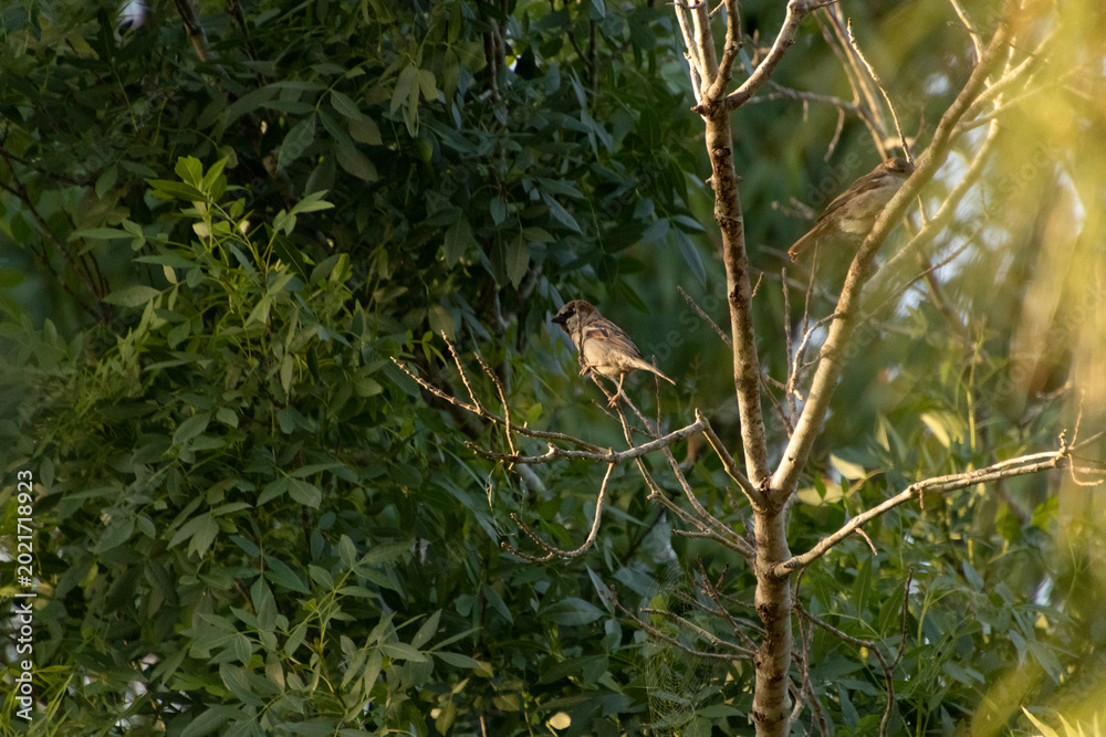 Fototapeta premium Gorrión común (Passer domesticus) posado en la rama