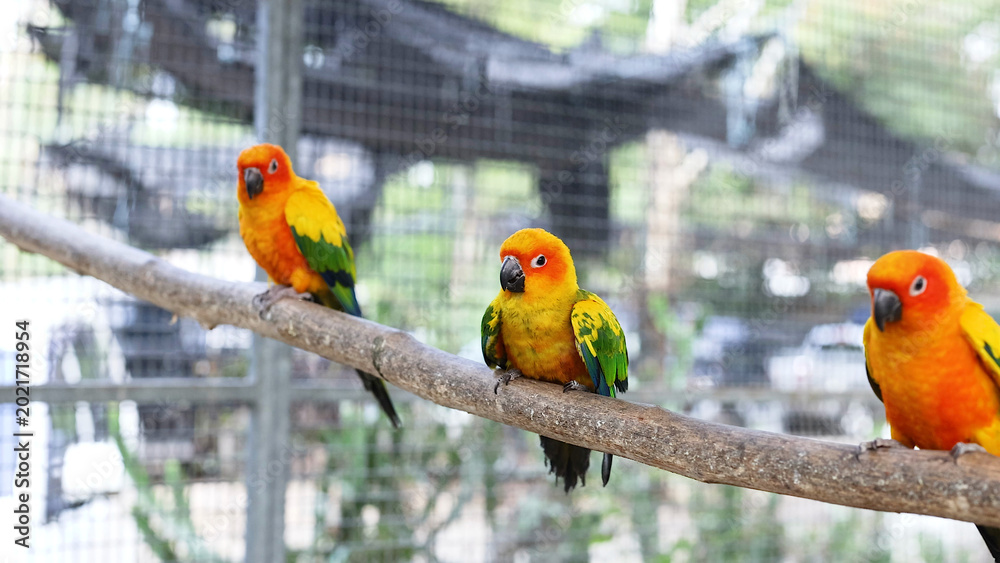 Fototapeta premium Three Vibrant Sun Conure Parrots Perched on a Branch in Thailand