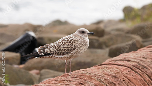 Photos Juvenile European Herring Gull Perched on a Red Sandstone Wall