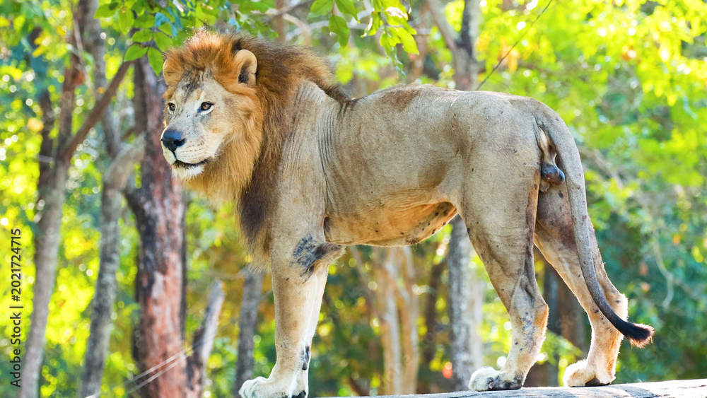 Fototapeta premium Male Lion Standing in Profile Against Lush Green Forest Background