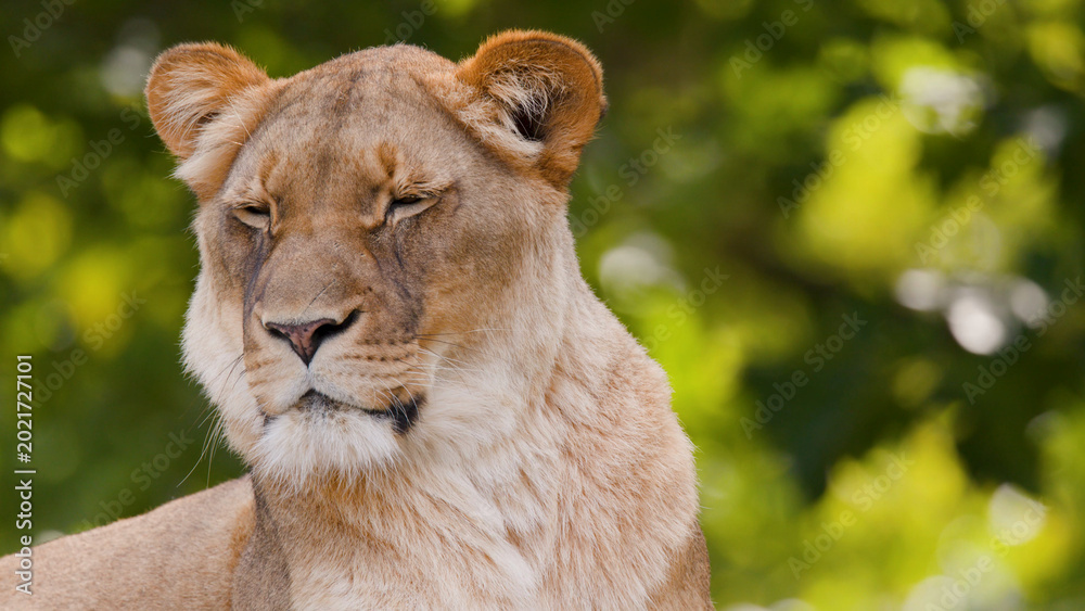Fototapeta premium Close-up Portrait of a Lioness Resting with Eyes Closed in Sunlight