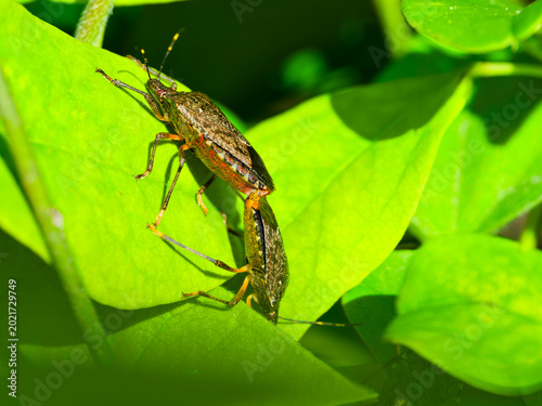 カメムシの交尾