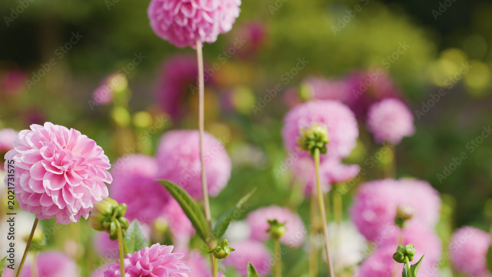 Obraz premium Vibrant Pink Dahlia Flowers Blooming in a Lush Garden Setting
