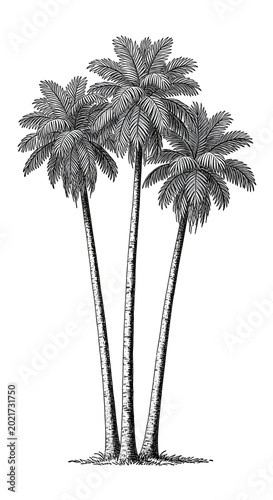 Black and White Illustration of Tall Palm Trees Isolated on Transparent Background