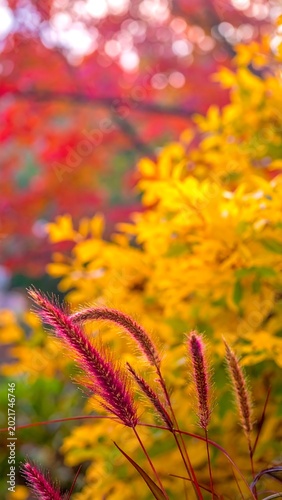 Close-up of crimson grass with autumn foliage background