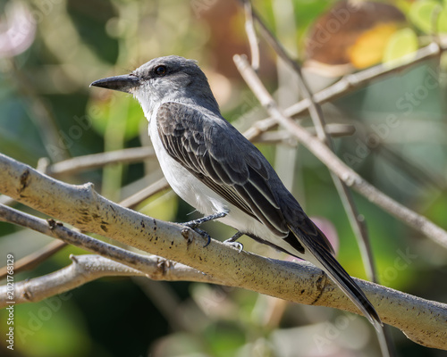 Foto Gray Kingbird (Tyrannus dominicensis) perched on a tropical tree branch in natur