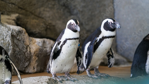 Tablou pe pânză penguin at the zoo