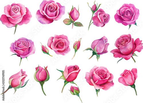 watercolor pink roses