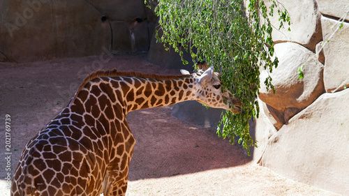 Φωτογραφία giraffe at the zoo