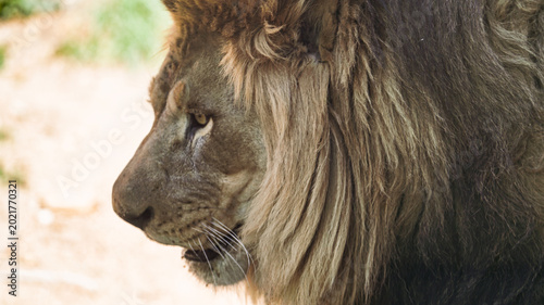 Photography portrait of a lion