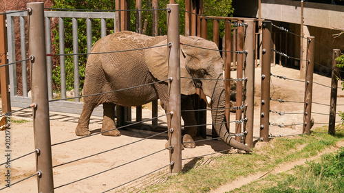 Photography elephant at the zoo