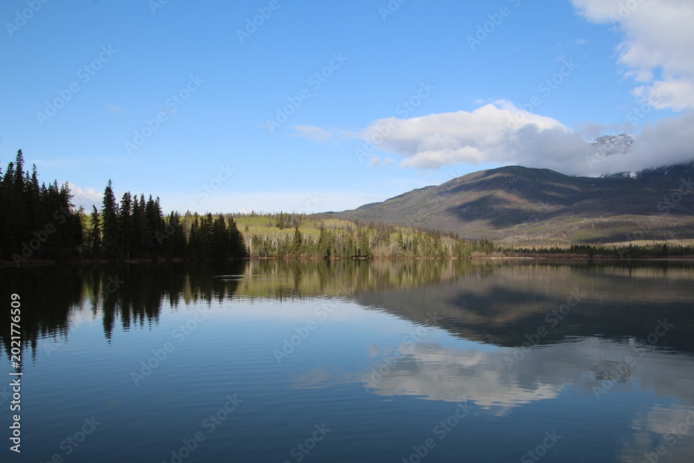 Fototapeta premium reflection of trees in lake