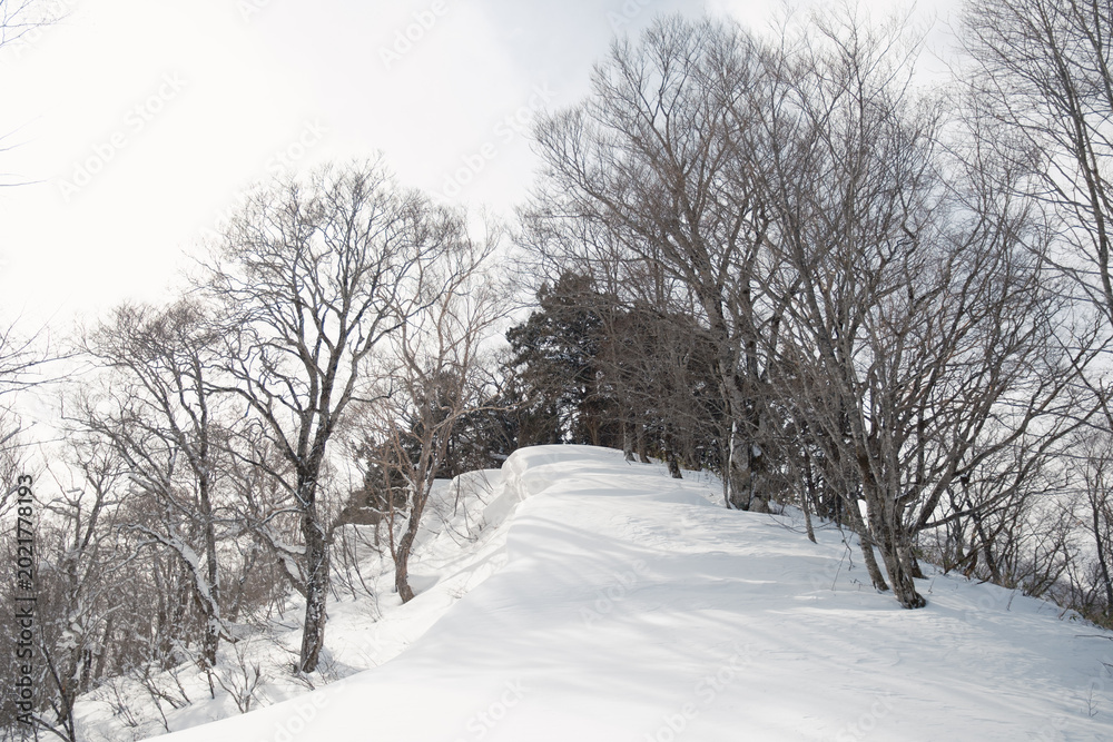 Obraz premium 日本の雪山
