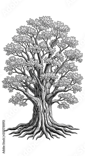 Detailed Oak Tree Illustration With Visible Roots