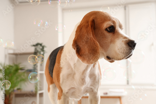 Cute Beagle dog in grooming salon