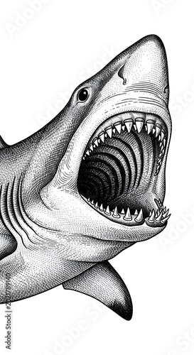 Detailed Open Mouth Shark Illustration Isolated White Background