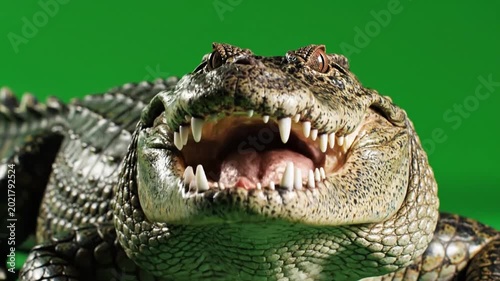 A close-up shot of a crocodile with its mouth wide open, showing sharp teeth, against a vibrant green screen background.