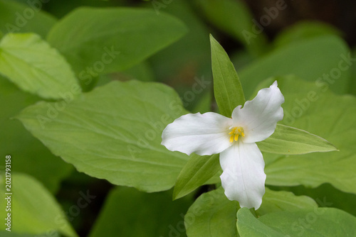 Bilde på lerret Giant white trillium ephemeral in springtime