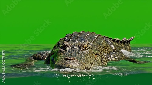 A large crocodile with rough skin emerges from green water against a bright green background.