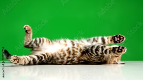 A cute tabby kitten lies on its back with all four paws in the air against a bright green background.