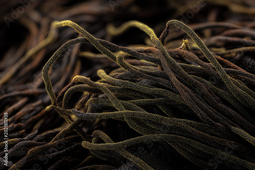 Obraz na płótnie nostoc flagelliforme long, dark-colored thread-like algae