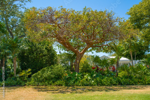 Large tropical Gumbo Limbo tree with green foliage and reddish bark standing in a sunny backyard garden near a residential building.