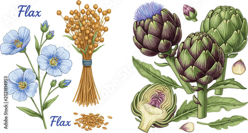 Bild auf Leinwand Flax and Artichoke Vector Illustration Set with Flowers, Seeds, and Vegetables f