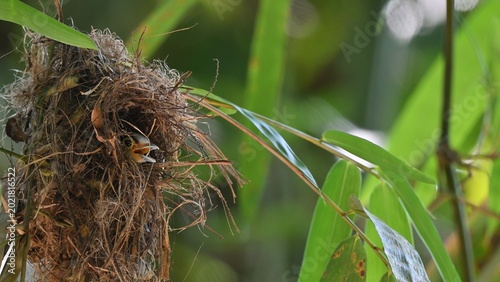 Foto A Silver-breasted Broadbill waits inside its woven nest with a wide-open beak at