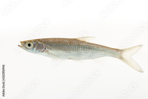 Photography Live Sharpbelly from Natural River in Shanghai, China on White Background