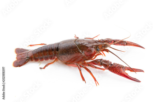 Freshwater Crayfish as Ingredient Produced in Yangzhou, Jiangsu, China