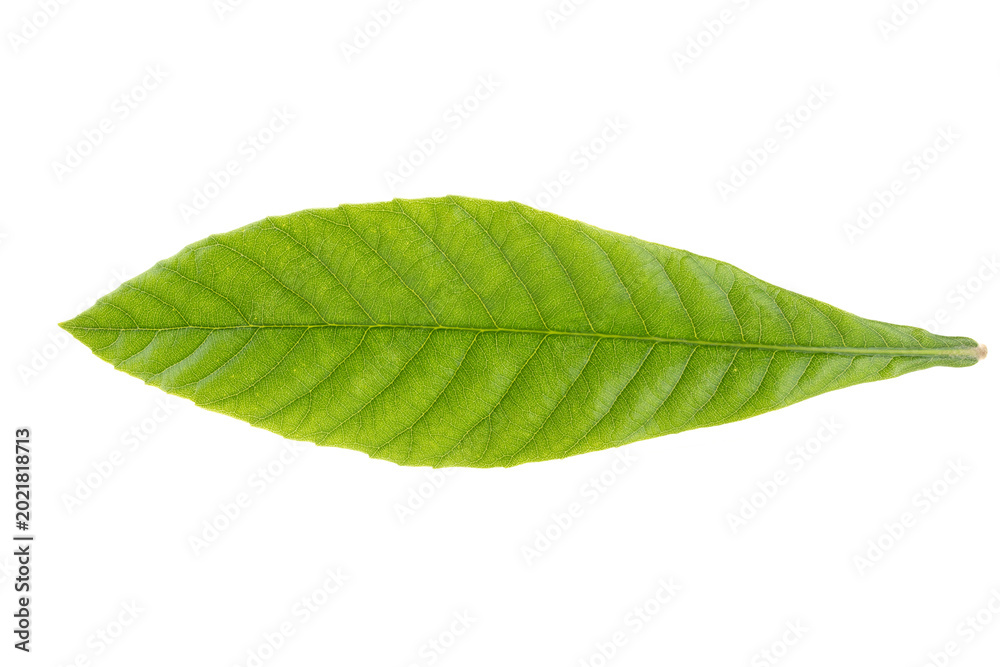 Obraz premium Chinese Shanghai Minhang District Growing Loquat Tree Leaves