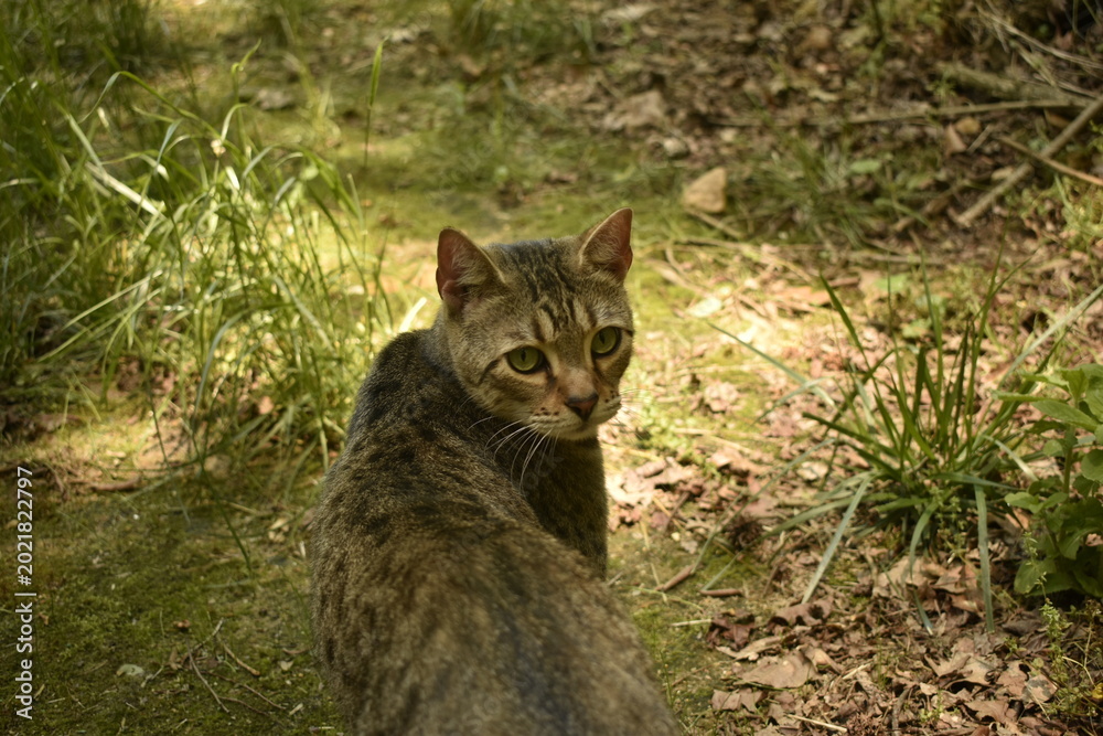 Fototapeta premium cat in the grass